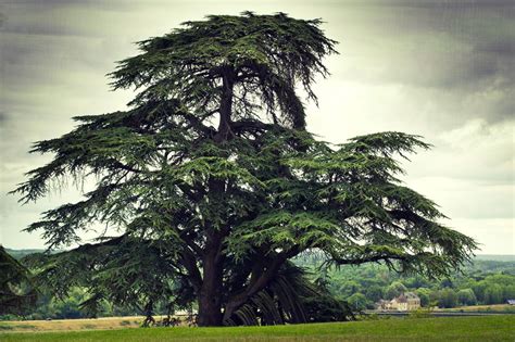 LE CÈDRE DU LIBAN